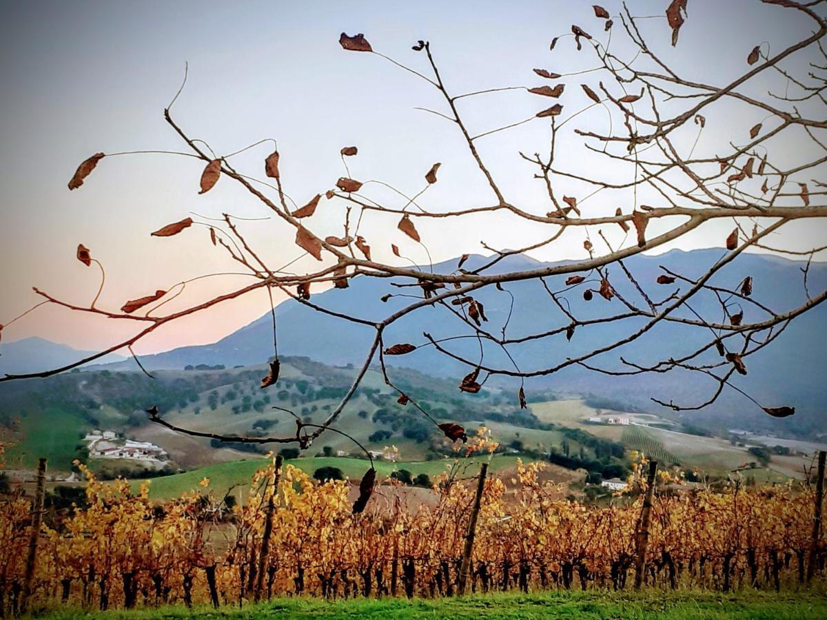 Tenuta Grimaldi Wine Resort Matelica Εξωτερικό φωτογραφία